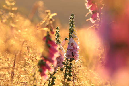 Purple foxglove - Digitalis purpurea during sunriseの写真素材