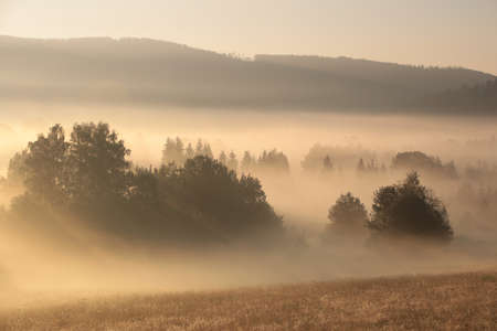 Trees in fog in the valley during sunriseの写真素材