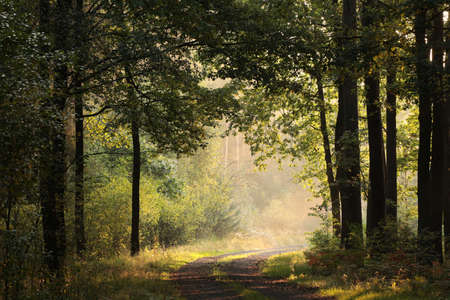 Forest path on a misty early autumn morning.の写真素材