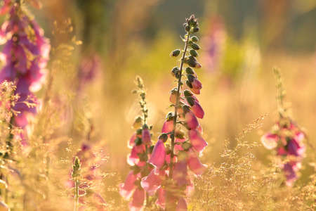 Purple foxglove - Digitalis purpurea during sunrise.の写真素材