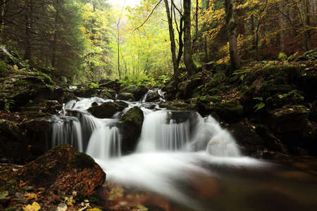 Forest stream flowing down from the mountainsの写真素材