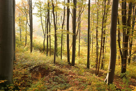 Autumn beech forest on the mountain slope during sunsetの写真素材