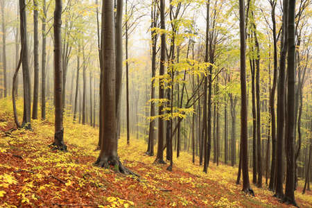 Beech trees in autumn forest on a foggy, rainy weather.の写真素材