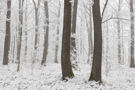 View of winter forest on a frosty, foggy morningの写真素材