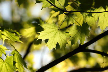 Spring maple leaves on a twig in the forestの写真素材