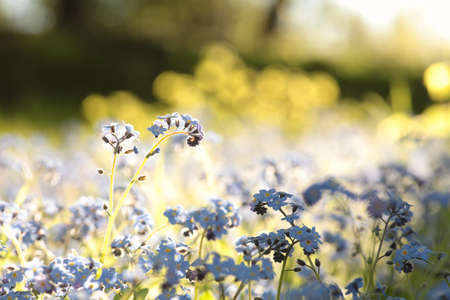 Myosotis sylvatica in the forest at dawnの写真素材