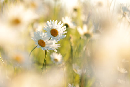 Daisies on a spring meadow at sunsetの写真素材