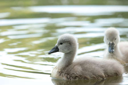 Young swans in a forest pondの写真素材