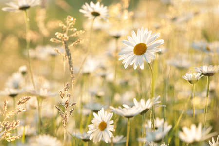 Daisies on a spring meadow at dawnの写真素材
