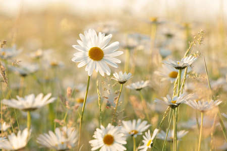 Daisy on a spring meadow at sunsetの写真素材