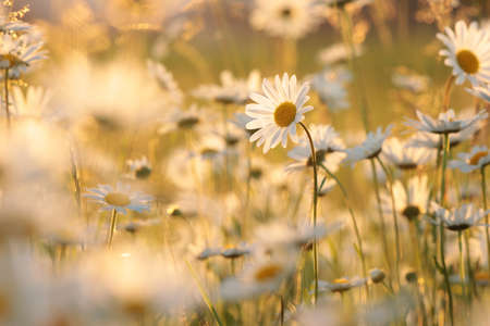 Daisies on a spring meadow at sunsetの写真素材