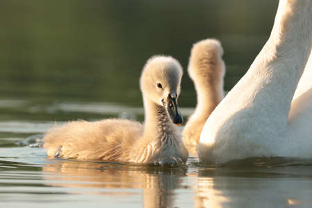 Young swans swim in the pond at sunsetの写真素材