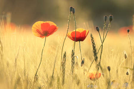 Poppy in the field at sunsetの写真素材