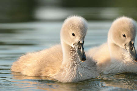 Cygnets on the water during sunset