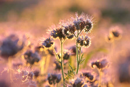 Lacy phacelia in the field during sunriseの写真素材