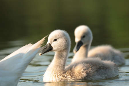 Young swans follow their mother on a sunny morningの写真素材