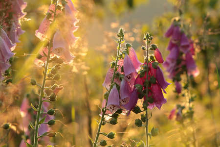 Purple foxglove in the Sudetes Mountains at sunrise