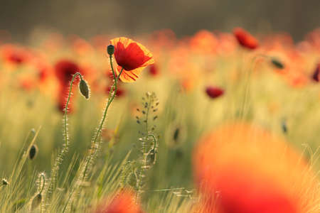 Poppies in the field on a spring morningの写真素材