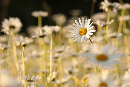 Daisy on a spring meadow at sunriseの写真素材