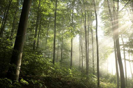 Beech trees in spring forest after rainfall at dawnの写真素材