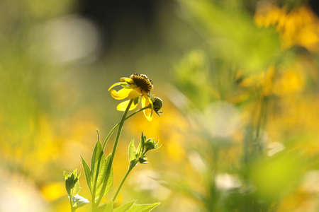 Cutleaf Coneflower - Rudbeckia laciniata in the gardenの写真素材