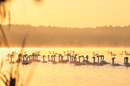 Swans on the lake at dawnの写真素材