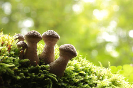 Mushrooms growing on a tree trunk with the forest backgroundの写真素材
