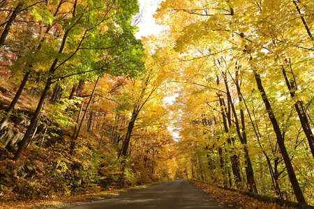 Autumn maple trees along a country road on a sunny morning