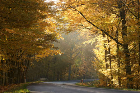 Country road among oaks on a sunny autumn morningの写真素材