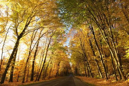 Country road among oaks on a sunny autumn morningの写真素材