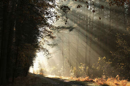 The rays of the rising sun pass through the pine trees and fall into the autumn forest.の写真素材