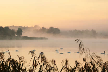 Swans on the lake at sunriseの写真素材