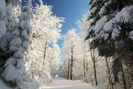 Trail through a beech forest in winter sceneryの写真素材