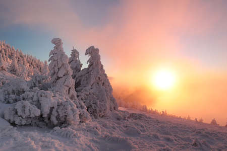 Winter landscape during sunset, snow-covered pine trees in the mountainsの写真素材