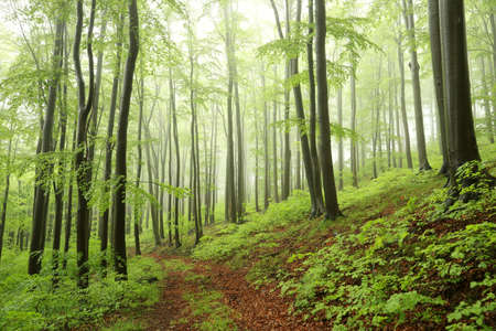Beech trees in autumn forest on a foggy, rainy weatherの写真素材