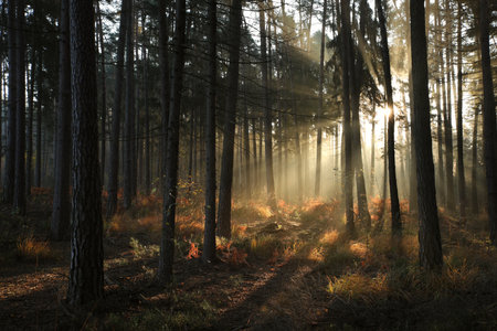 Sunrise in a misty coniferous forestの写真素材