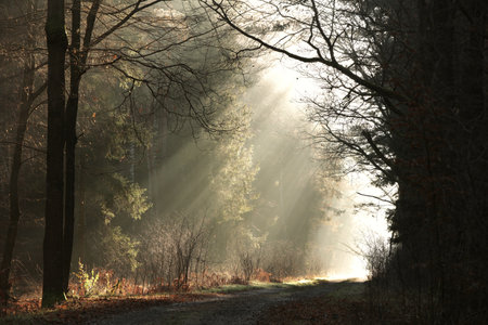A path in the autumn forest during sunriseの写真素材