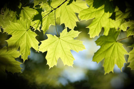 Spring maple leaves on a twig in the forestの写真素材