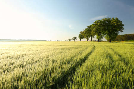 Oaks growing in a row in a grain field on a spring morningの写真素材