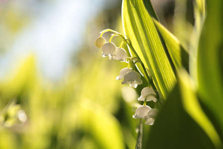 Blooming lily of the valley on a sunny May morningの写真素材