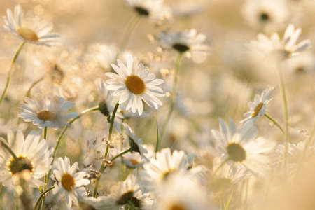 Daisies on a spring meadow at duskの写真素材
