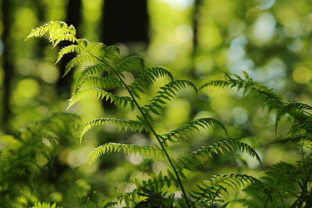 Closeup of fern in the forest on a sunny spring morningの写真素材