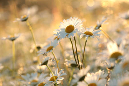 Daisies on a spring meadow at sunsetの写真素材