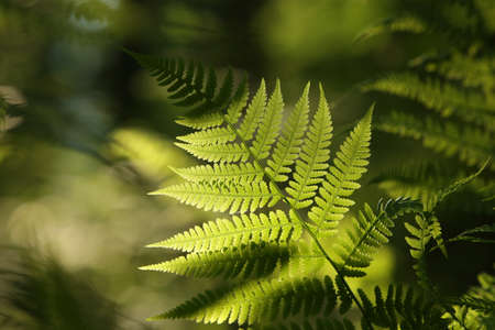 Closeup of fern in the forest on a sunny spring morning