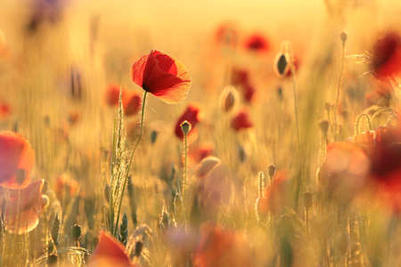 Poppy in the field on a spring morningの写真素材