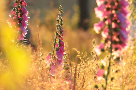 Purple foxglove - Digitalis purpurea during sunriseの写真素材
