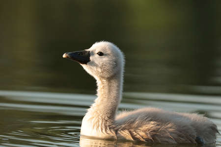 Young swan in the pond at dawnの写真素材