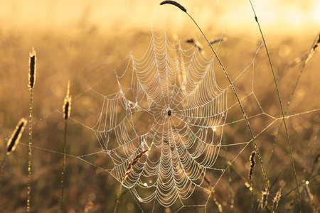 Spider web on a meadow during sunriseの写真素材