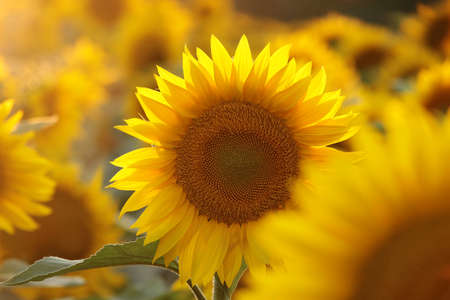 Sunflower - Helianthus annuus at sunsetの写真素材