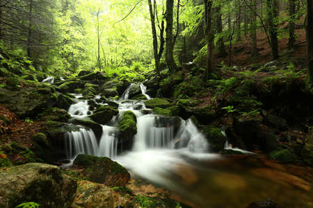 Forest stream flowing down from the mountainsの写真素材